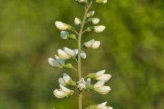White Wild Indigo, Baptisia alba White Wild Indigo, Baptisia alba