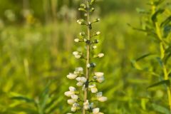 White Wild Indigo,  Baptisia alba