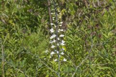 White Wild Indigo,  Baptisia alba