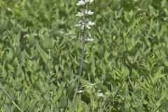 White Wild Indigo,  Baptisia alba