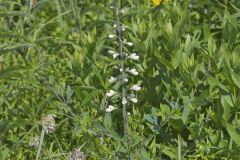 White Wild Indigo,  Baptisia alba
