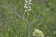 White Wild Indigo,  Baptisia alba