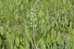 White Wild Indigo,  Baptisia alba