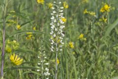 White Wild Indigo,  Baptisia alba