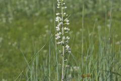 White Wild Indigo,  Baptisia alba