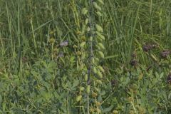 White Wild Indigo,  Baptisia alba