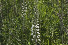 White Wild Indigo,  Baptisia alba