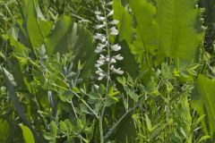 White Wild Indigo,  Baptisia alba