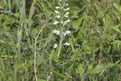 White Wild Indigo,  Baptisia alba