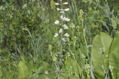White Wild Indigo,  Baptisia alba