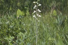 White Wild Indigo,  Baptisia alba