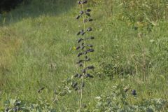 White Wild Indigo,  Baptisia alba