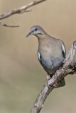 White-winged Dove, Zenaida asiatica