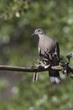 White-winged Dove, Zenaida asiatica