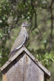 White-winged Dove, Zenaida asiatica