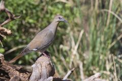 White-winged Dove, Zenaida asiatica White-winged Dove, Zenaida asiatica