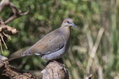White-winged Dove, Zenaida asiatica White-winged Dove, Zenaida asiatica