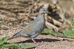 White-winged Dove, Zenaida asiatica