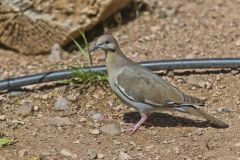 White-winged Dove, Zenaida asiatica