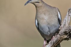 White-winged Dove, Zenaida asiatica White-winged Dove, Zenaida asiatica
