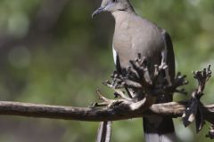 White-winged Dove, Zenaida asiatica White-winged Dove, Zenaida asiatica