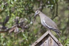 White-winged Dove, Zenaida asiatica White-winged Dove, Zenaida asiatica