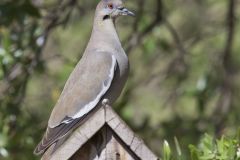White-winged Dove, Zenaida asiatica White-winged Dove, Zenaida asiatica