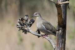 White-winged Dove, Zenaida asiatica White-winged Dove, Zenaida asiatica