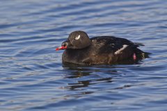 White-winged Scoter, Melanitta deglandi
