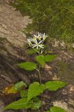 White Wood Aster, Eurybia divaricata