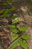 White Wood Aster, Eurybia divaricata