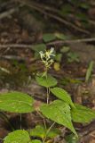 White Wood Aster, Eurybia divaricata