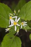 White Wood Aster, Eurybia divaricata