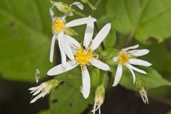 White Wood Aster