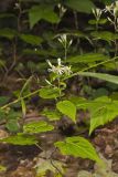 White Wood Aster, Eurybia divaricata