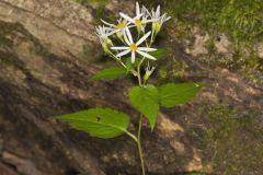 White Wood Aster, Eurybia divaricata
