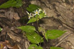 White Wood Aster, Eurybia divaricata