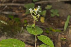 White Wood Aster, Eurybia divaricata