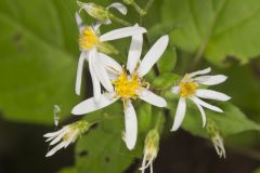 White Wood Aster, Eurybia divaricata