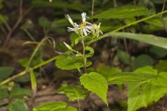 White Wood Aster, Eurybia divaricata