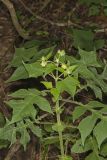 Whiteflower Leafcup, Polymnia canadensis