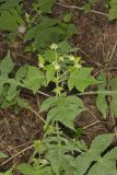 Whiteflower Leafcup, Polymnia canadensis