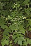 Whiteflower Leafcup, Polymnia canadensis