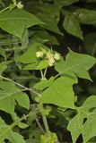 Whiteflower Leafcup, Polymnia canadensis