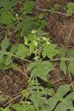 Whiteflower Leafcup, Polymnia canadensis