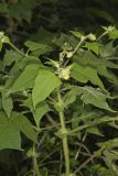 Whiteflower Leafcup, Polymnia canadensis