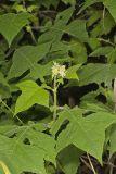 Whiteflower Leafcup, Polymnia canadensis