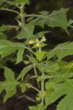 Whiteflower Leafcup, Polymnia canadensis