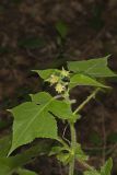 Whiteflower Leafcup, Polymnia canadensis