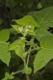 Whiteflower Leafcup, Polymnia canadensis